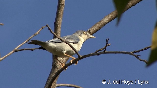 Tangara Encapuchada - ML201463571