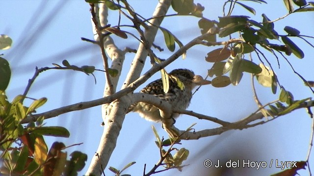 Spot-backed Puffbird (Spot-backed) - ML201463581