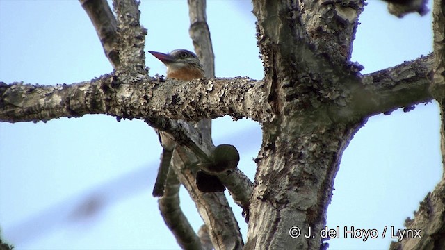 lenivka tečkovaná (ssp. maculatus) - ML201463591