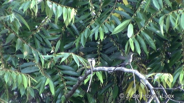 White-lored Tyrannulet - ML201463611