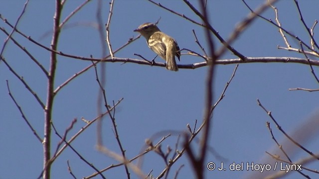 Southern Mouse-colored Tyrannulet - ML201463621