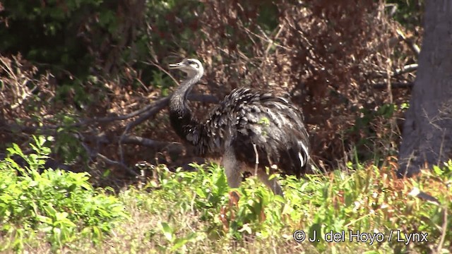 Greater Rhea - ML201463661