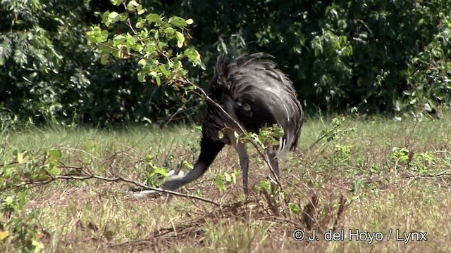 Greater Rhea - ML201463681