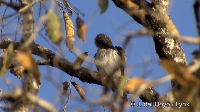 Black-tailed Tityra (Eastern) - ML201463711