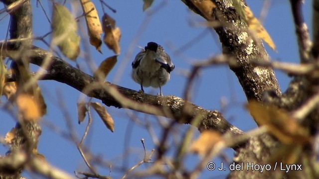 Black-tailed Tityra (Eastern) - ML201463721