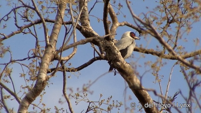 Masked Tityra - ML201463751