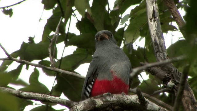 Black-tailed Trogon (Black-tailed) - ML201463771