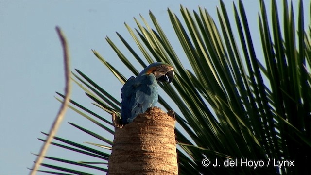 Blue-and-yellow Macaw - ML201463781