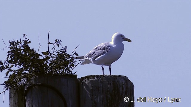 Glaucous-winged Gull - ML201463801