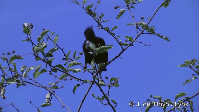 Red-winged Blackbird (Red-winged) - ML201463811