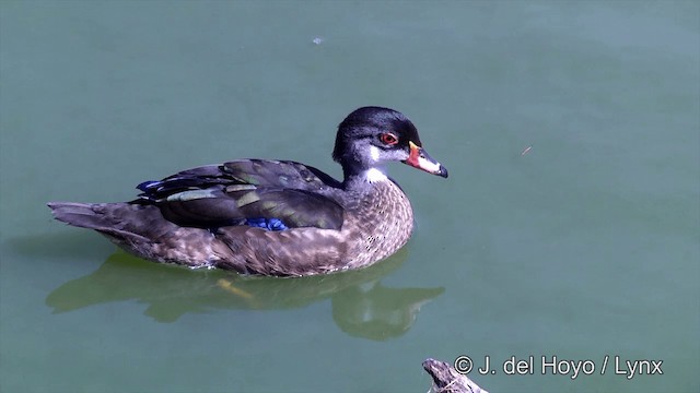 Wood Duck - ML201463821