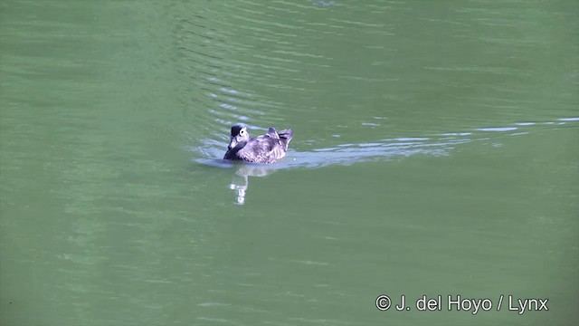 Wood Duck - ML201463831