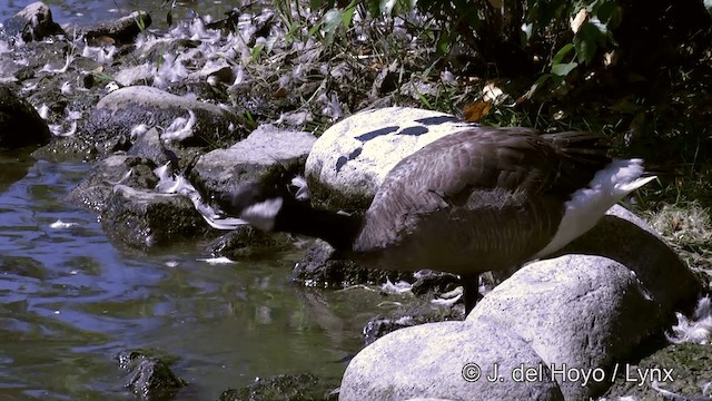 Cackling Goose (minima) - ML201463901