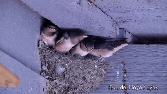 ツバメ（erythrogaster） - ML201464011