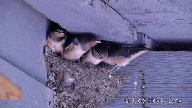 Barn Swallow (American) - ML201464011