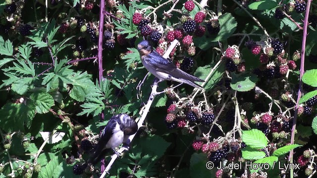 Деревенская ласточка (erythrogaster) - ML201464031