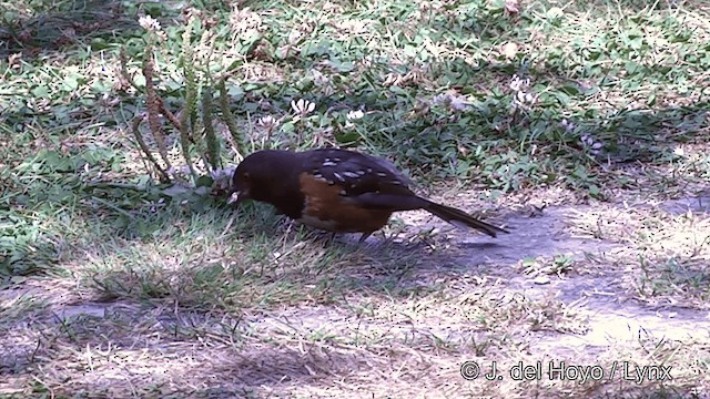 Spotted Towhee (oregonus Group) - ML201464121