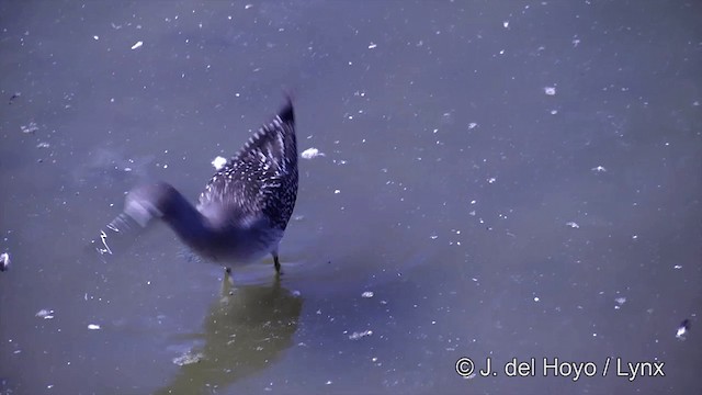 Lesser Yellowlegs - ML201464151