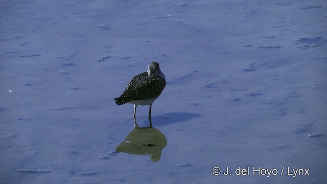 Lesser Yellowlegs - ML201464161