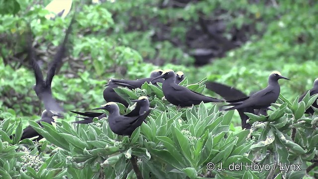 Black Noddy (minutus Group) - ML201464211