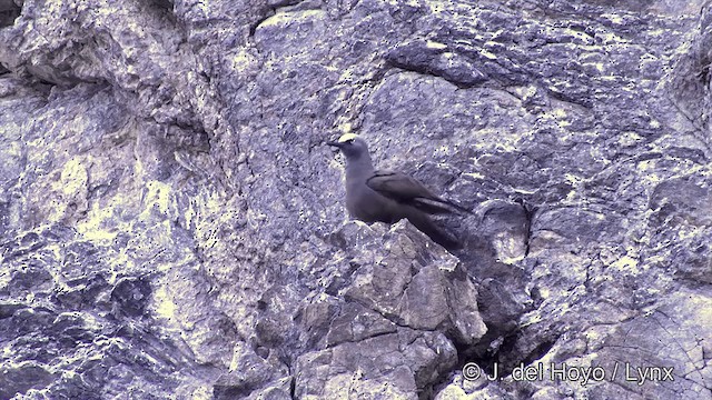 Black Noddy (minutus Group) - ML201464221