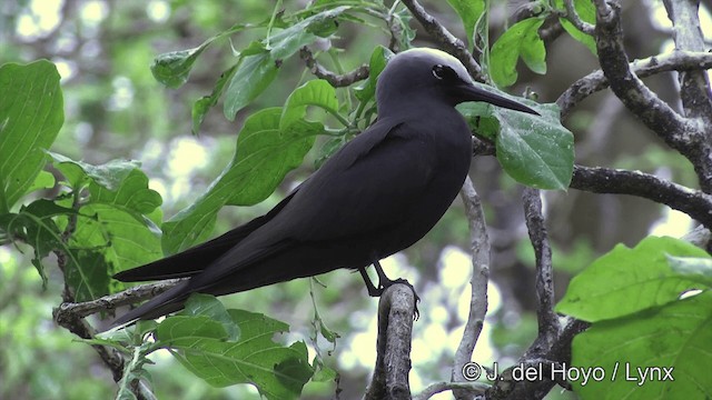 Black Noddy (minutus Group) - ML201464231