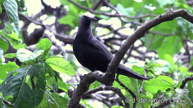 Black Noddy (minutus Group) - ML201464241