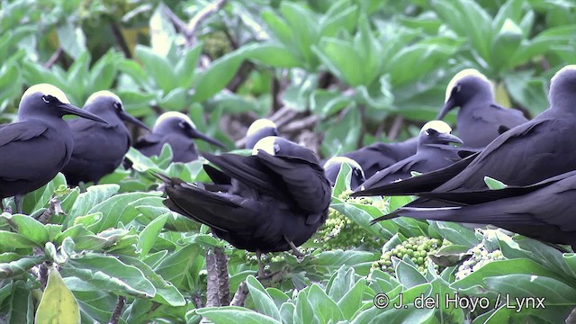 Black Noddy (minutus Group) - ML201464261