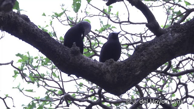 Black Noddy (minutus Group) - ML201464271