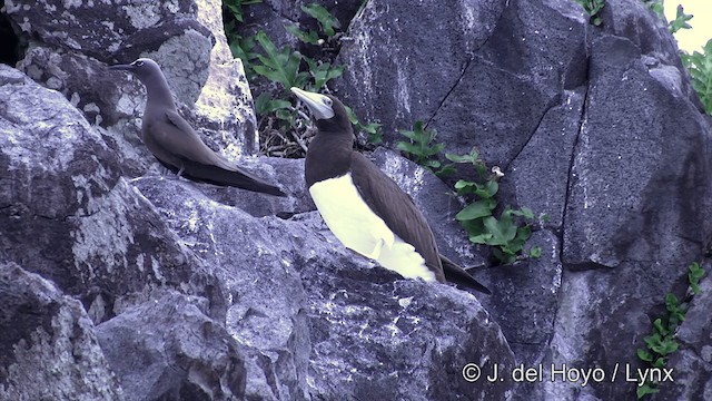 Black Noddy (minutus Group) - ML201464281