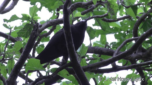 Black Noddy (minutus Group) - ML201464291