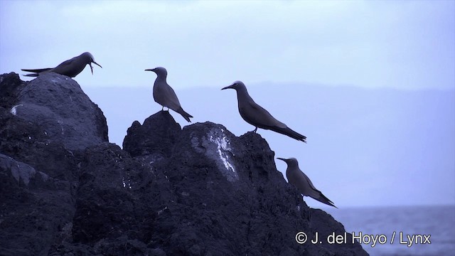 Black Noddy (minutus Group) - ML201464301