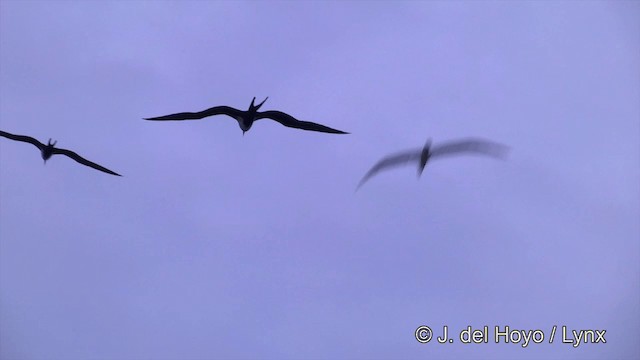 Lesser Frigatebird (Lesser) - ML201464311