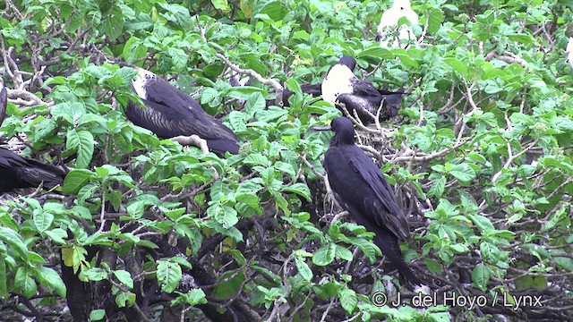 Lesser Frigatebird (Lesser) - ML201464331