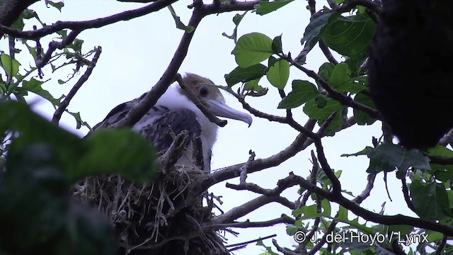 Lesser Frigatebird (Lesser) - ML201464341