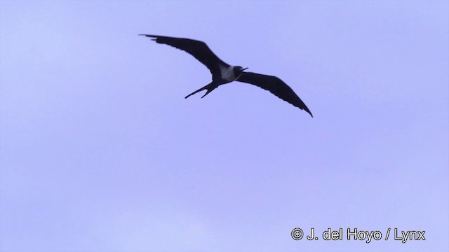 Lesser Frigatebird (Lesser) - ML201464351