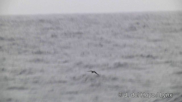 Kerguelen Petrel - ML201464361