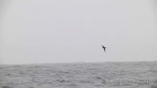 Kerguelen Petrel - ML201464371