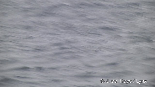 カオジロミズナギドリ - ML201464391