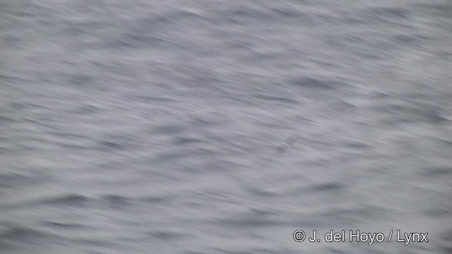 Soft-plumaged Petrel - ML201464391