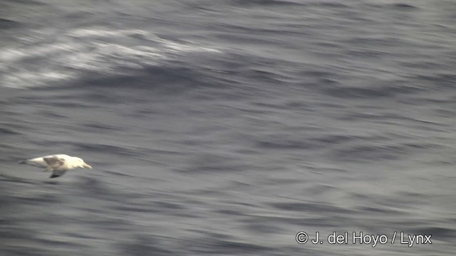 Ak Gezgin/Antipod Gezgin Albatrosu - ML201464421