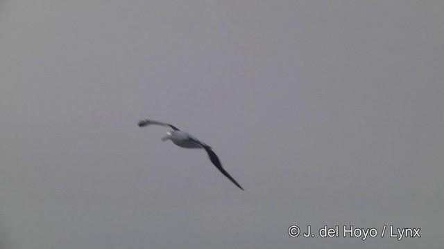 Ak Gezgin/Antipod Gezgin Albatrosu - ML201464431