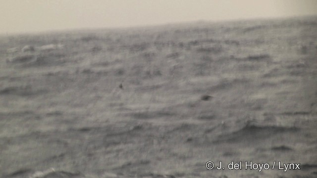 Soft-plumaged Petrel - ML201464551