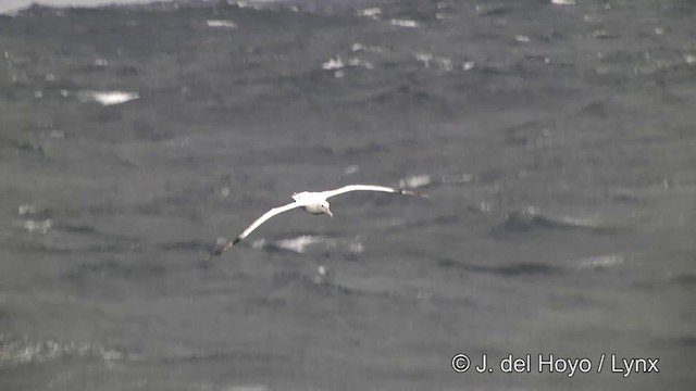 Ak Gezgin/Antipod Gezgin Albatrosu - ML201464571