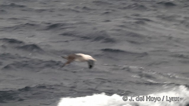 albatros stěhovavý/tristanský/jižní - ML201464581