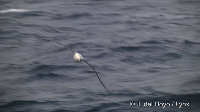 vandrealbatross/tristanalbatross/antipodealbatross - ML201464591