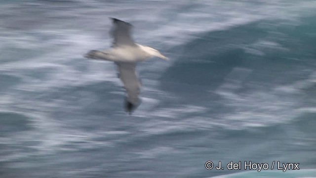 vandrealbatross/tristanalbatross/antipodealbatross - ML201464601