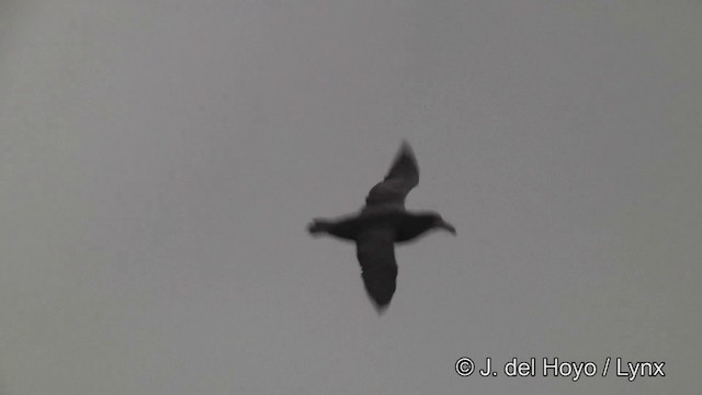Southern Giant-Petrel - ML201464691
