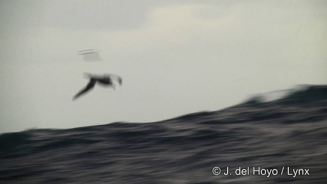 albatros hnědý - ML201464701