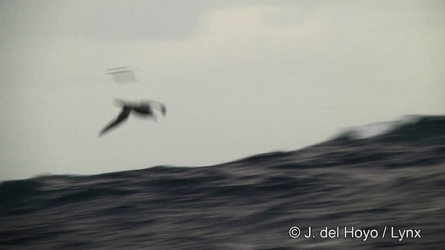 Sooty Albatross - ML201464701